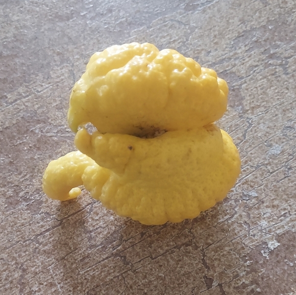 LEMON - Picture 4 of 4